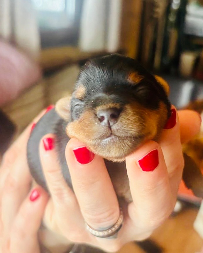 Yorkshire terrier s PP - 2