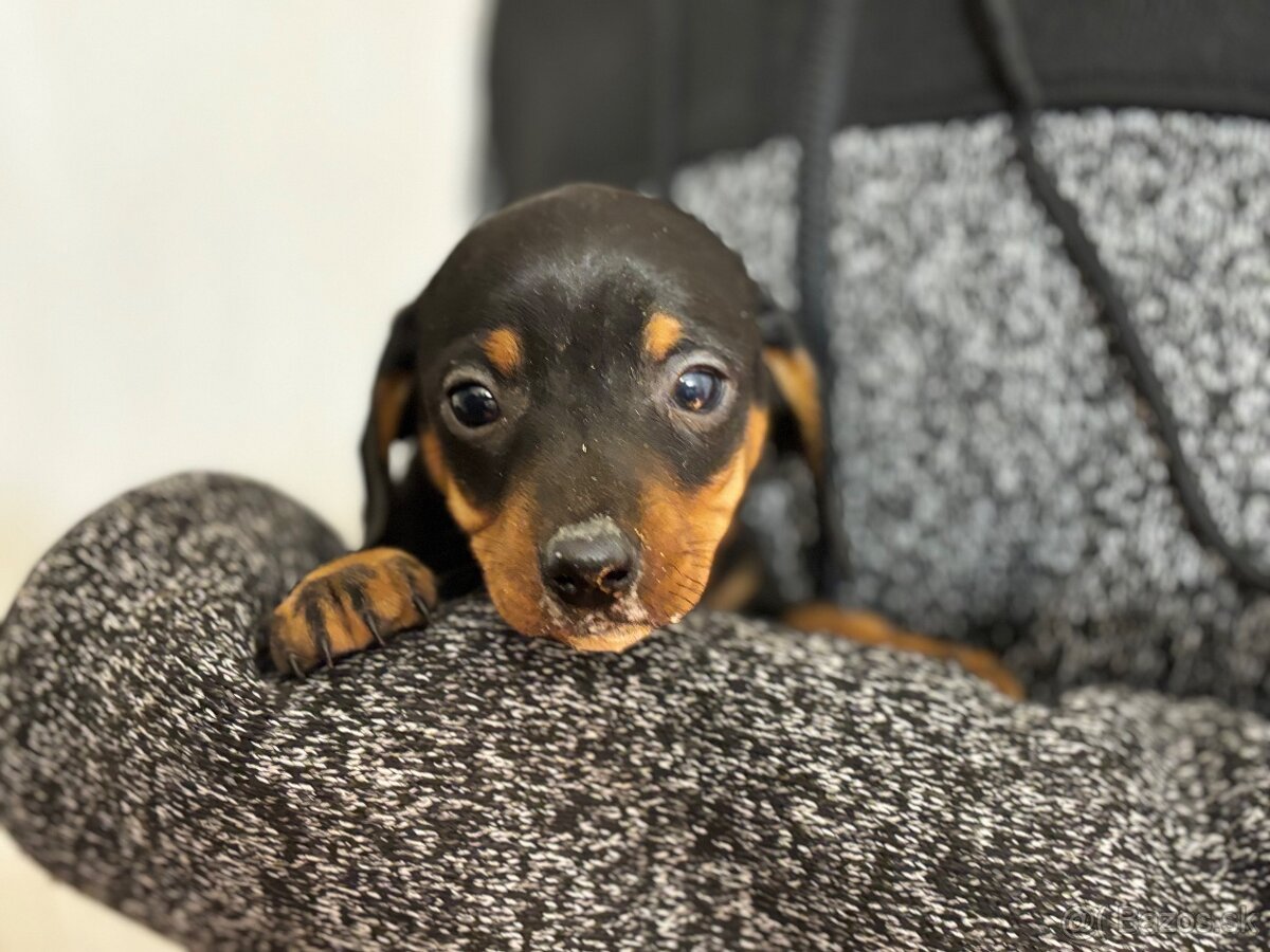 Jazvečík trpasličí - 2