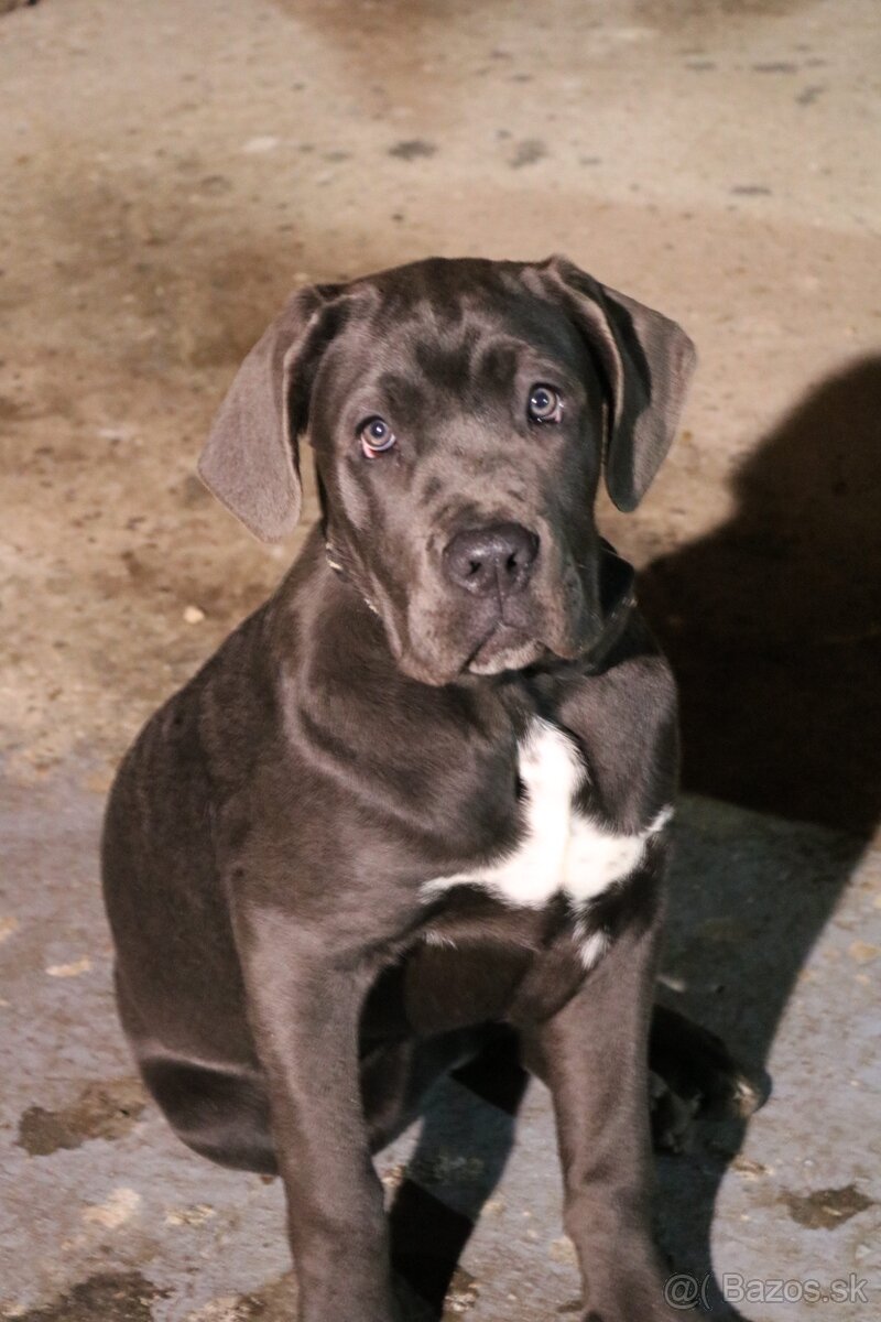 Cane Corso šteniatka - 2