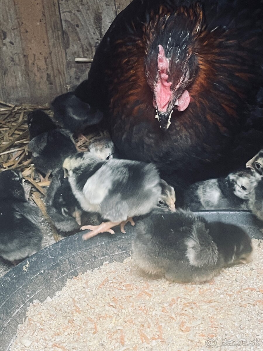 Sliepka marans s kuriatkami - 2