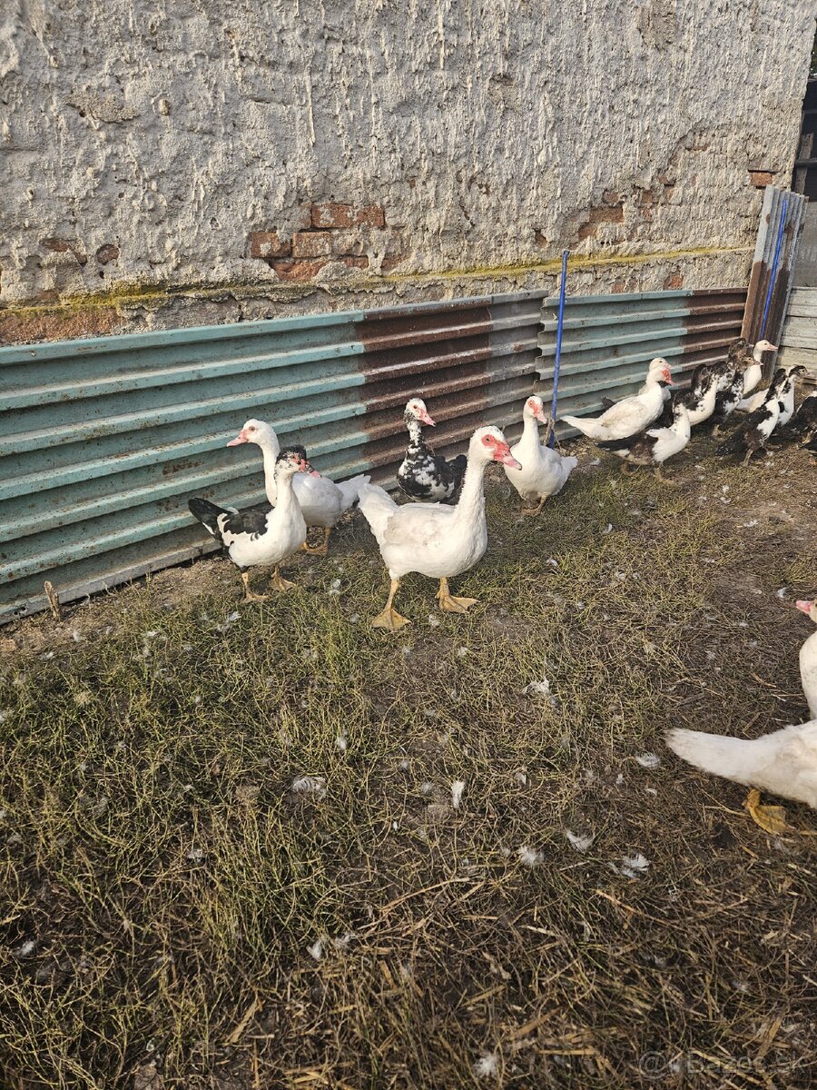 Predám čínske kačky - 2