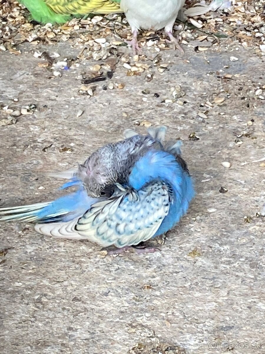 Hagoromo andulky - 2