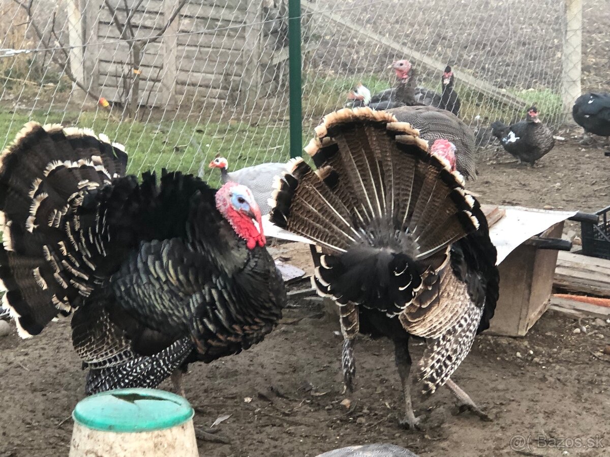 Moriak bronzový - predám - 2