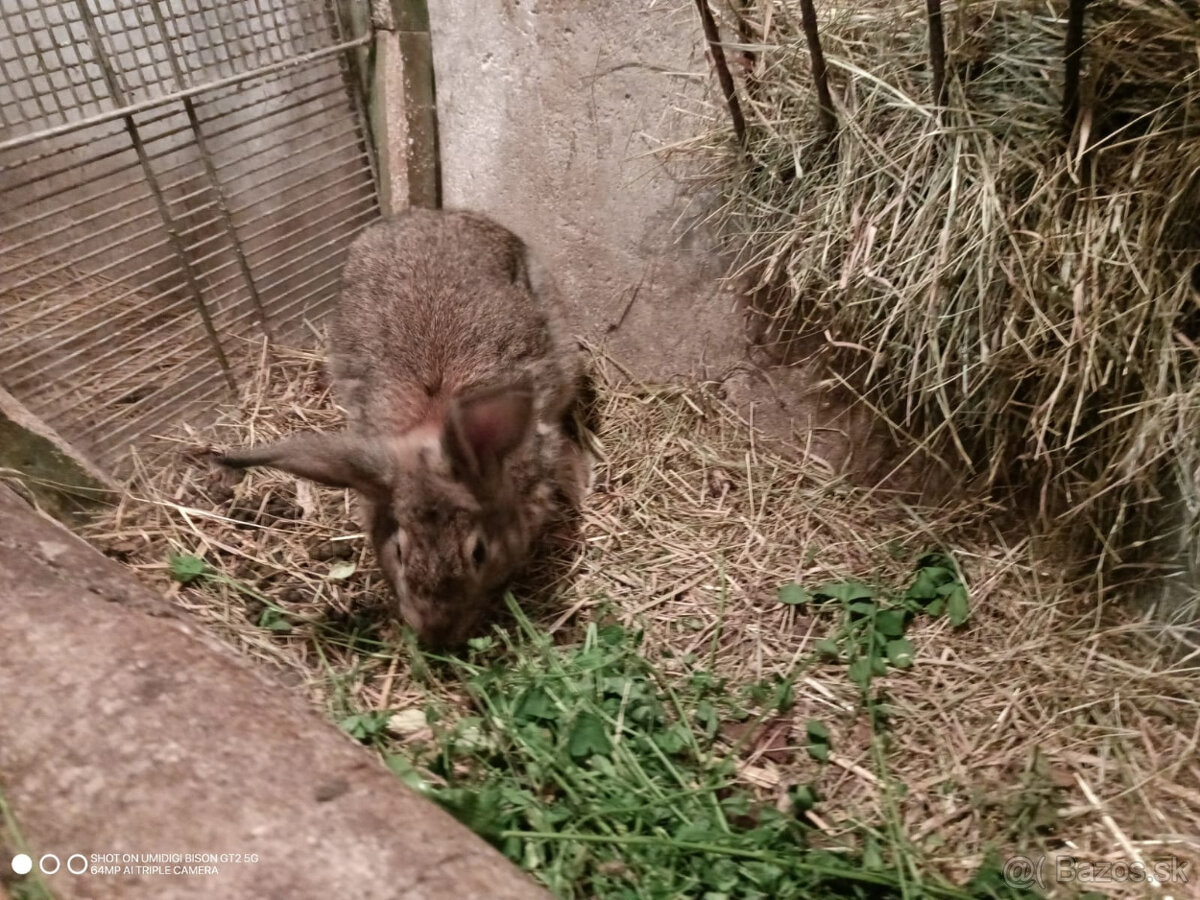 Predám králika samec - 2