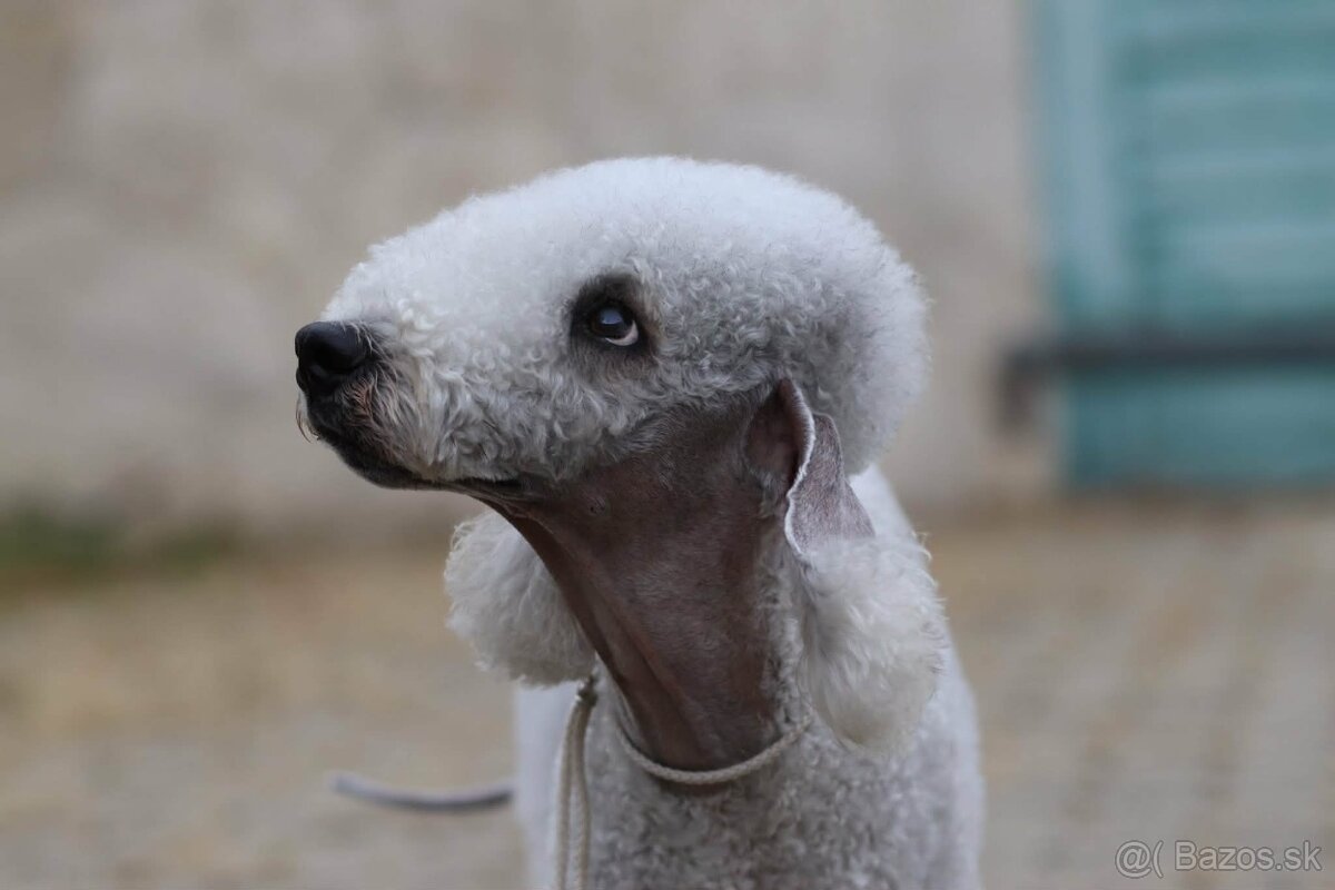 Bedlington teriér - 2