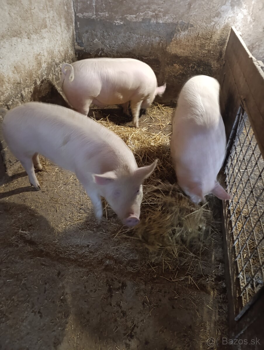 Ošípané , krmniky - 2