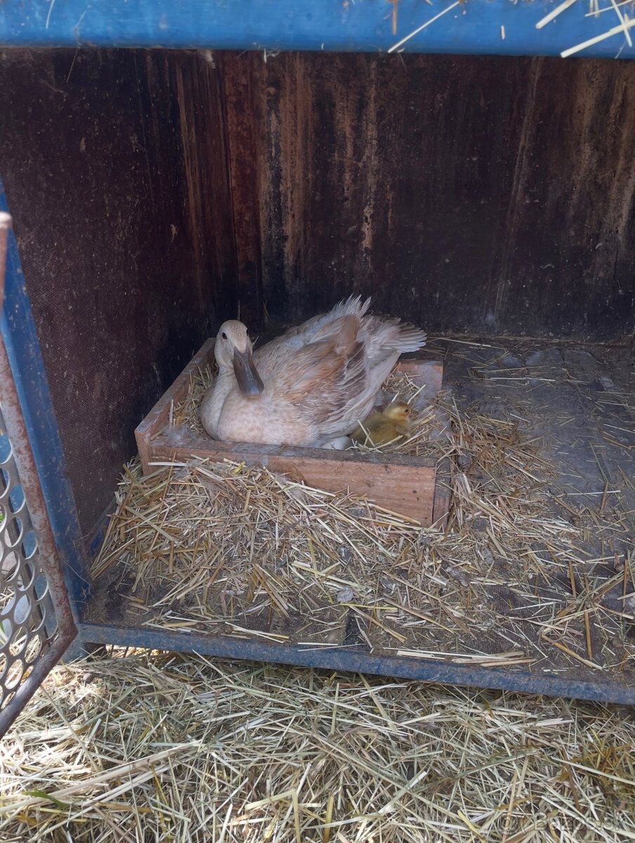 Predám indické bežce – 1 samica + 2 samci - 2