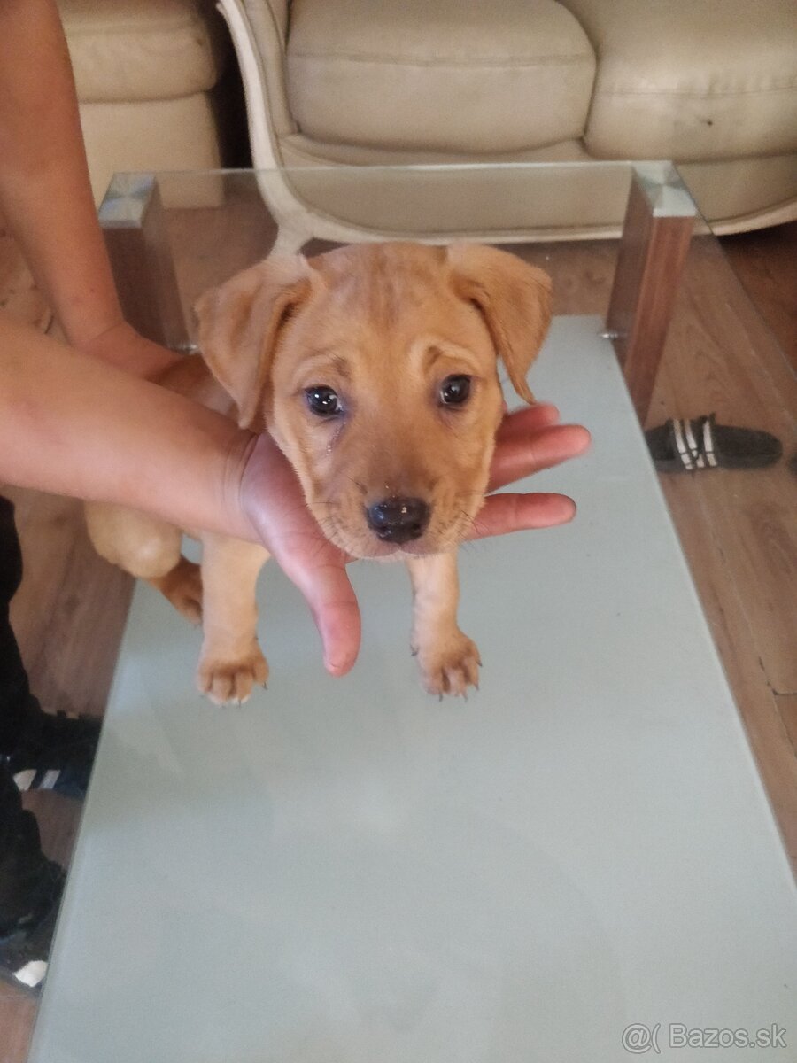 Labrador - 2