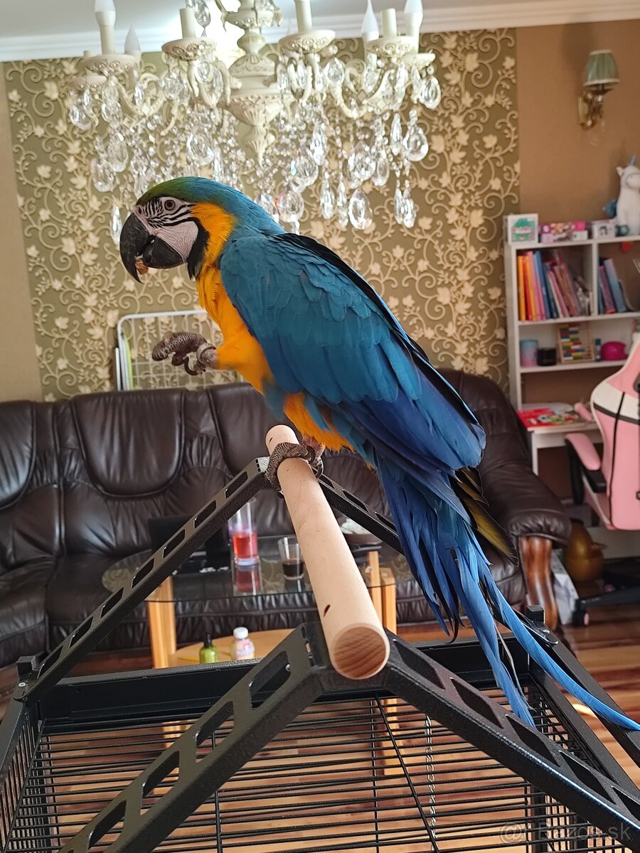 Predám samičku Aru Araraunu - 2