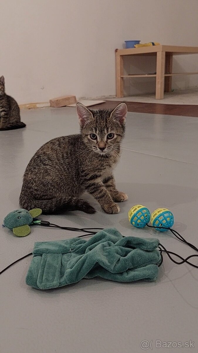 Mačiatka na adopciu - 2