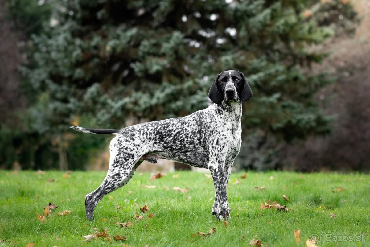 Německý ohař krátkosrstý - 2