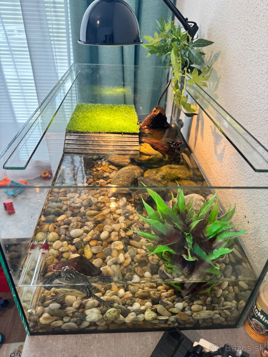 Predám vodné korytnačky s teráriom a vybavením - 2