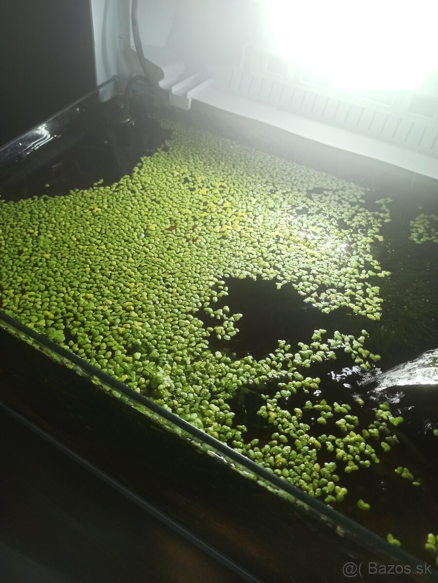 Plávajúcu rastlinku a levatky - 2