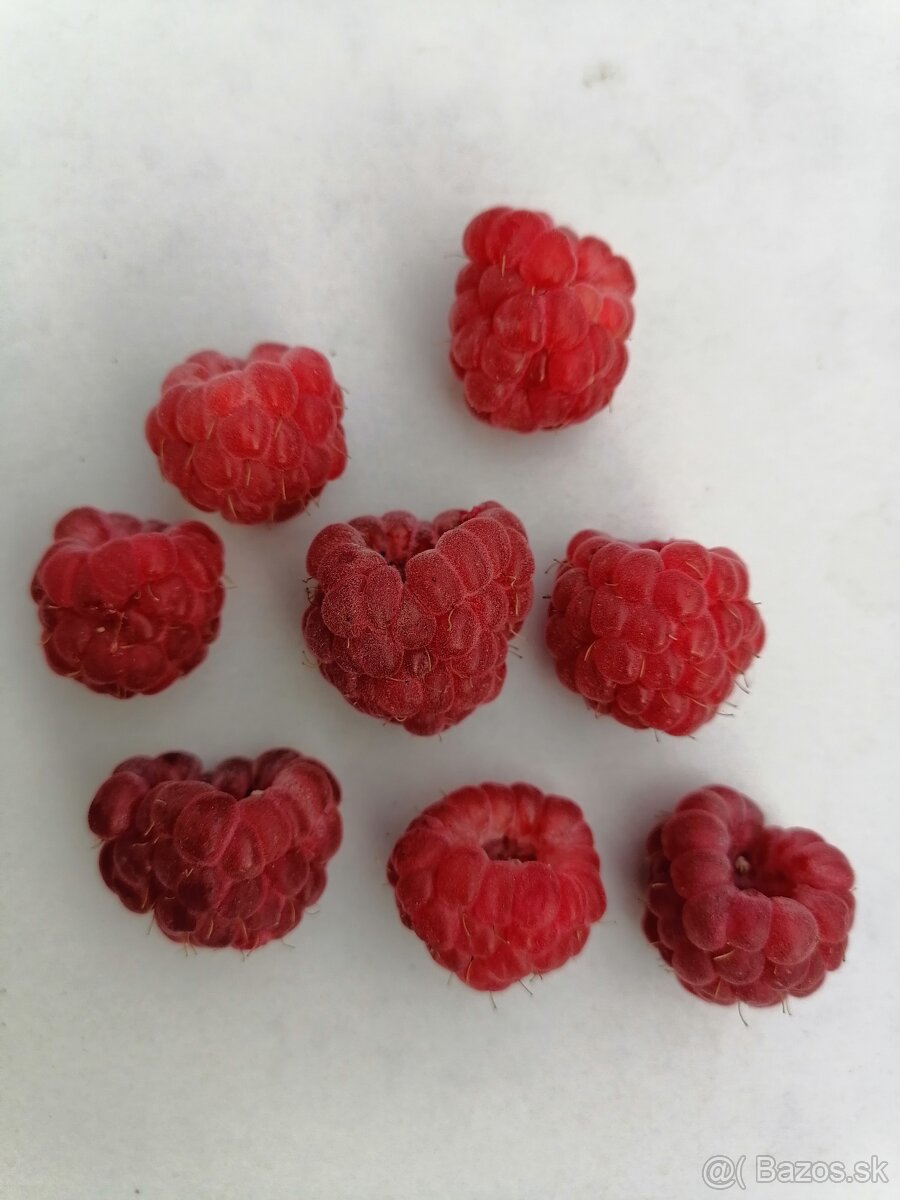 Sadenice jahod a malin, ovocny strom - 2