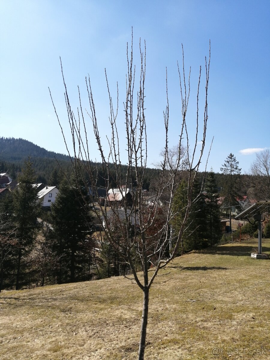 Údržba záhrad - 2