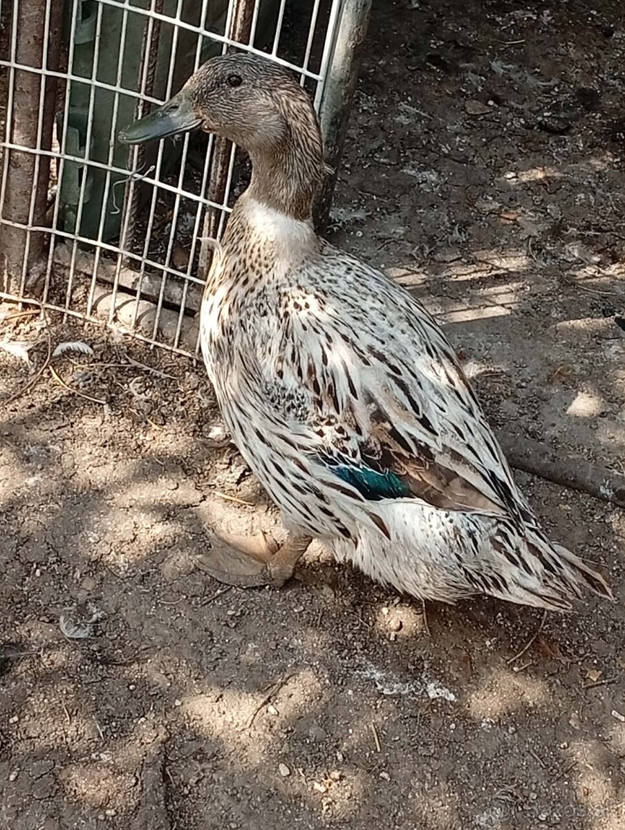 Kačica ciarkovana - 2