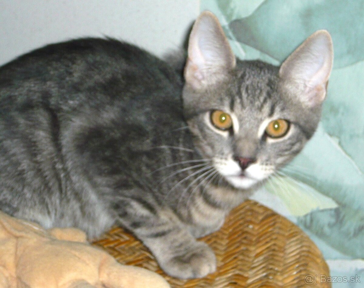 ŠEDÝ TIGRÍK - 2