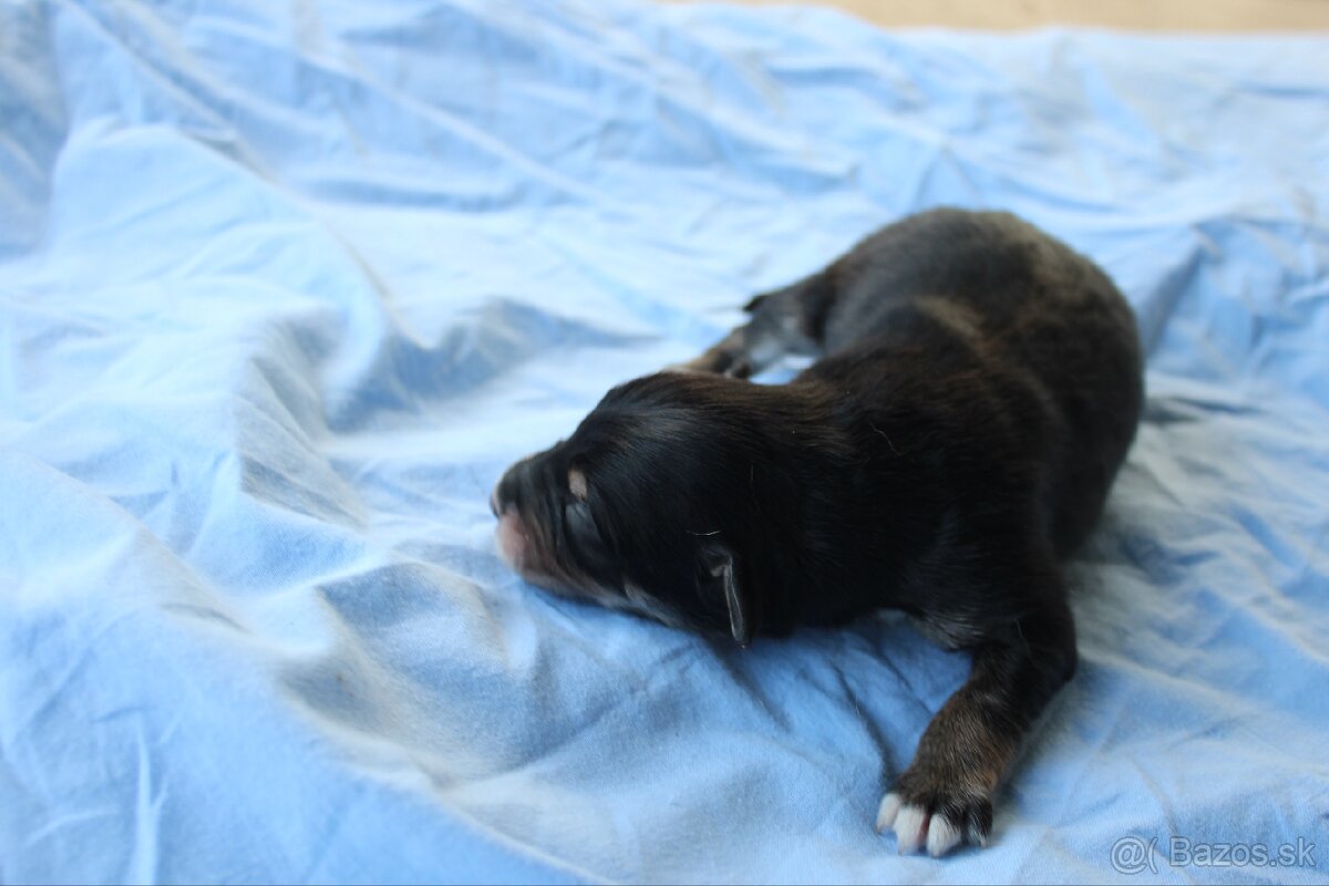 Ponúkam šteniatka - 2