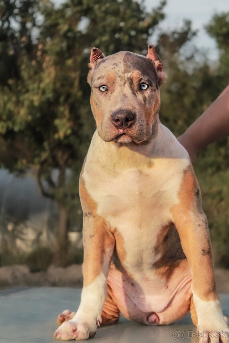 American Bully XL - 2