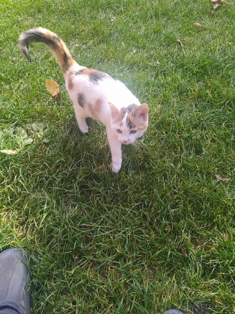 Darujem mačiatko - 2