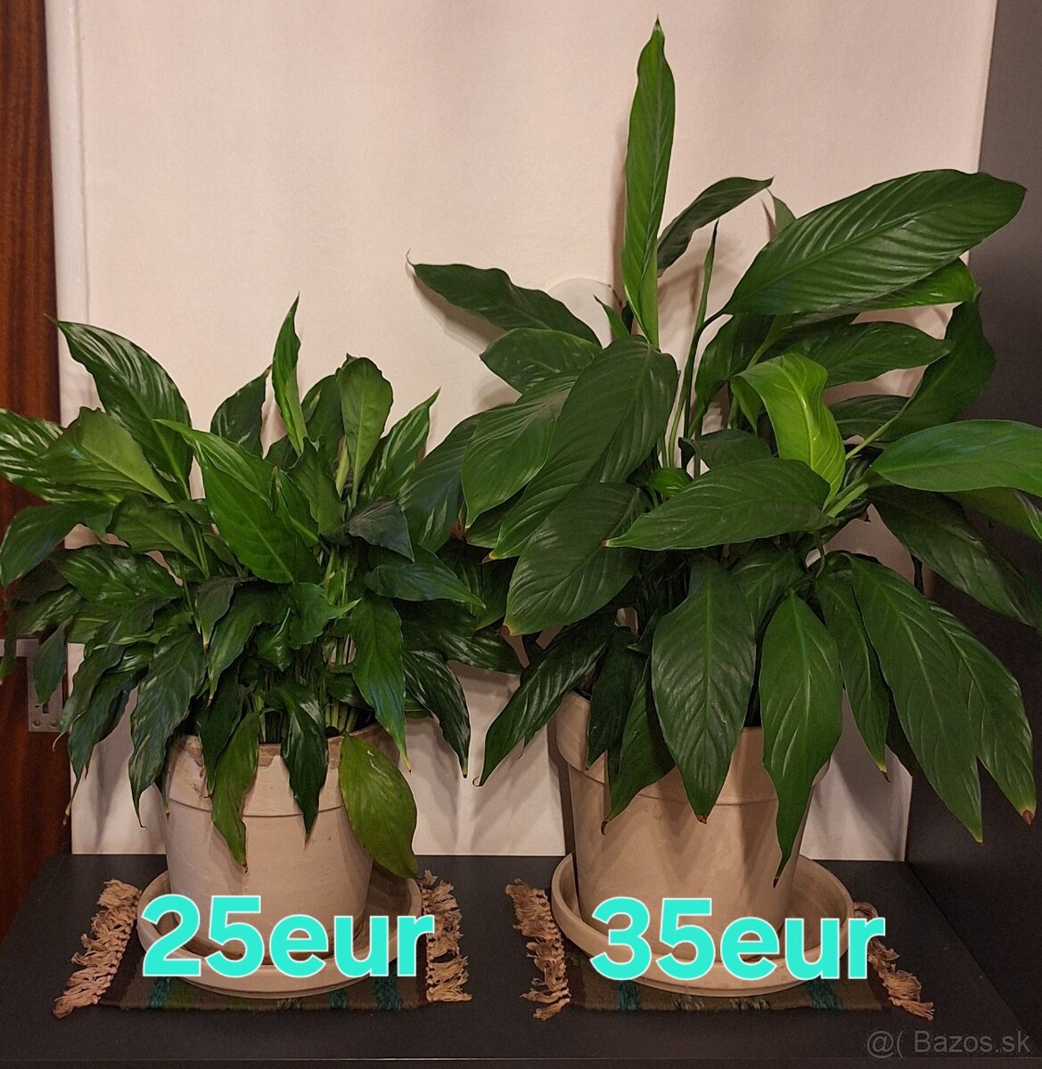 Lopatkovce v keramických kvetinačoch - 2