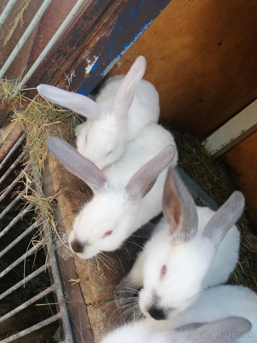 Predám zajace - 2