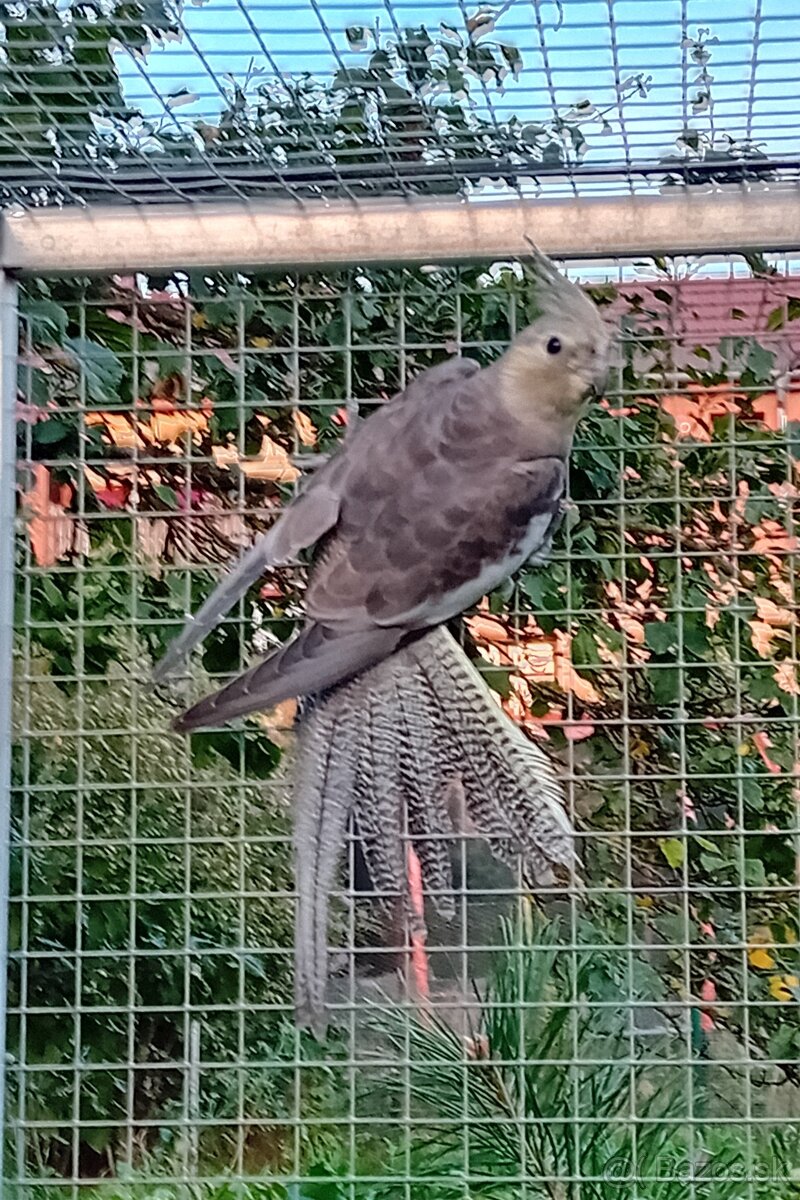 Korely pastelface 2025 - 2