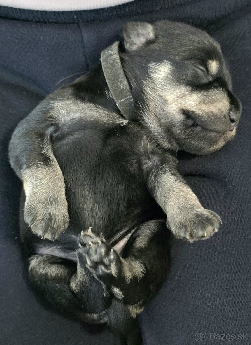 Malý čiernostrieborný bradáč - 2