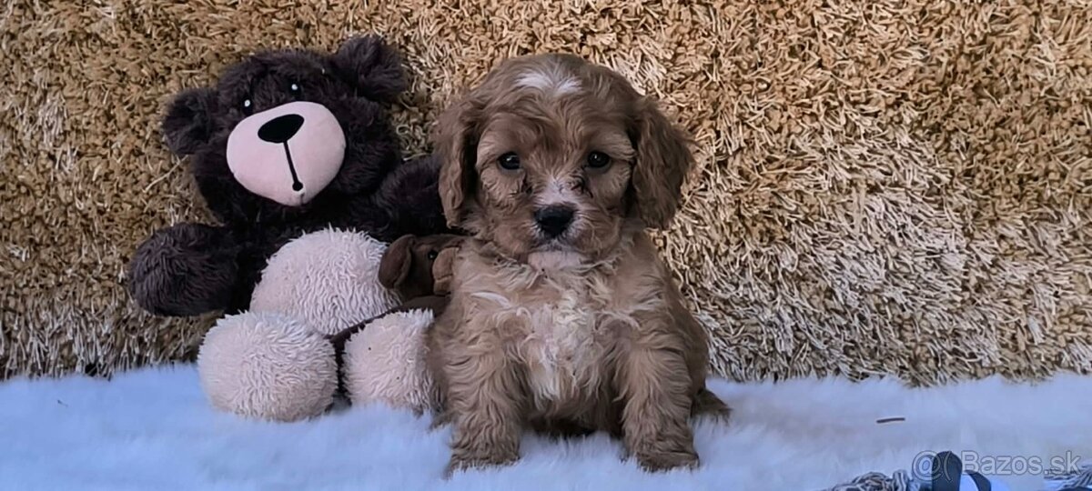 Cavapoo - 2