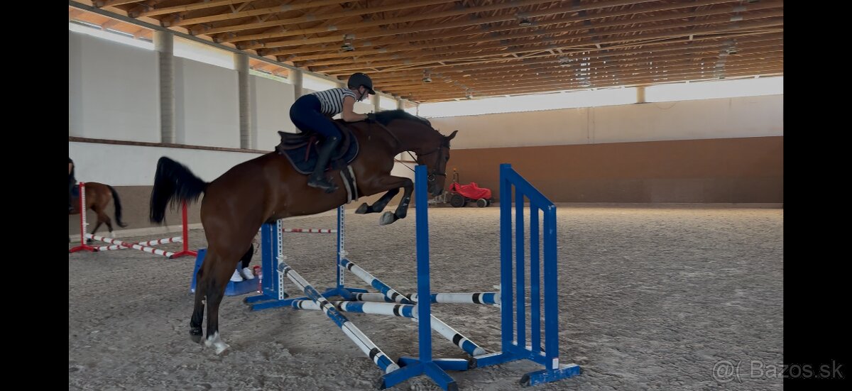 Krasny 4r oldenbursky valach - 2