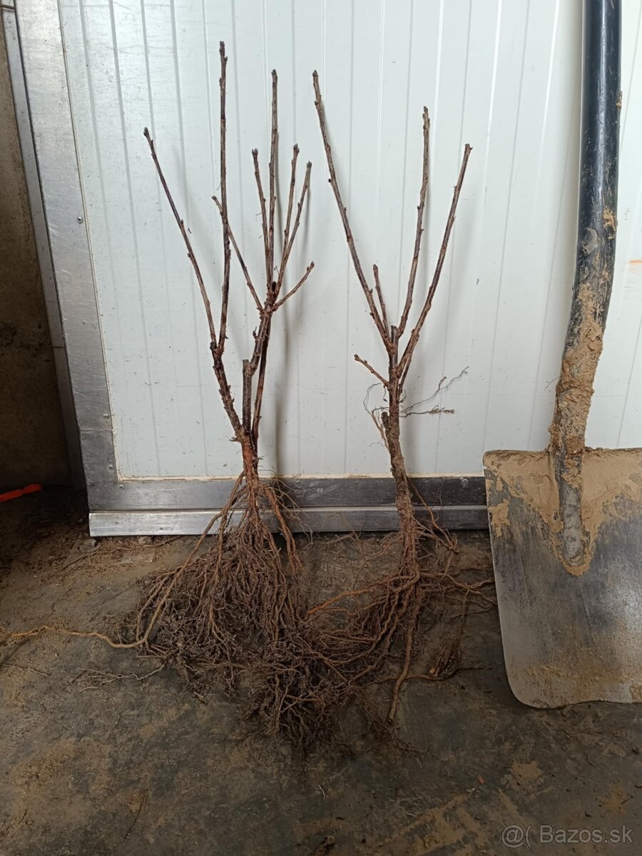 Ríbezle, egreš, josta - 2