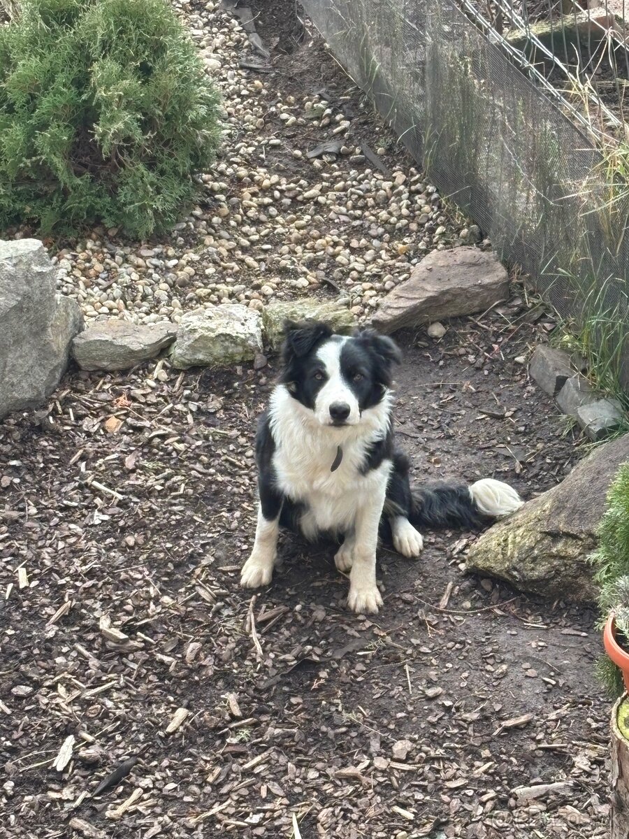 Border kólia darujem - 2