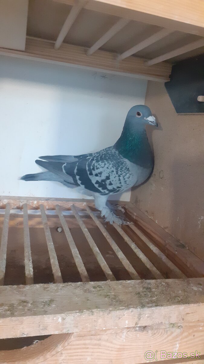 Postove holuby - 2