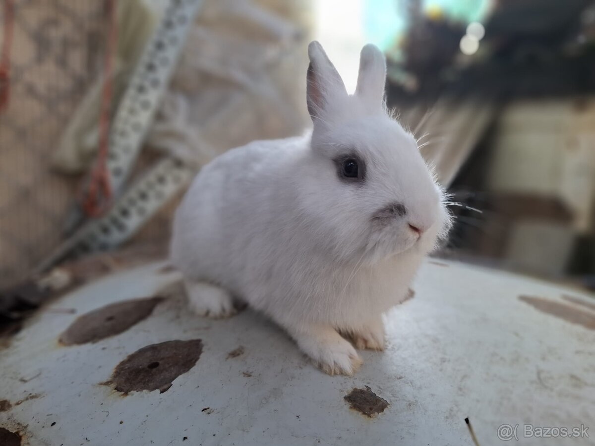 Zakrslý králik-samec - 2