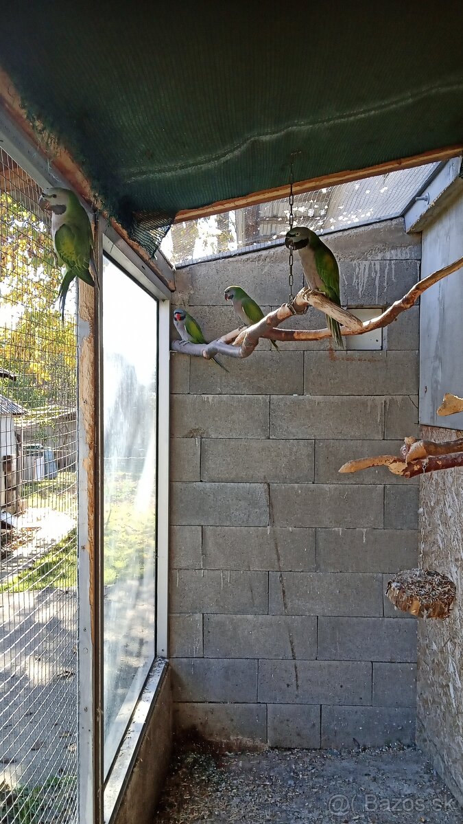 Alexander čínsky - 2