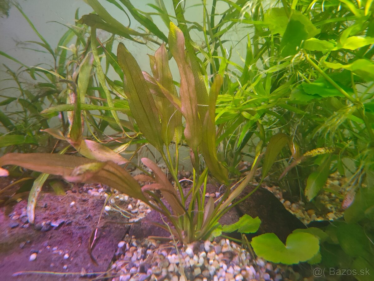 RASTLINY Z AKVARIA12 - 2