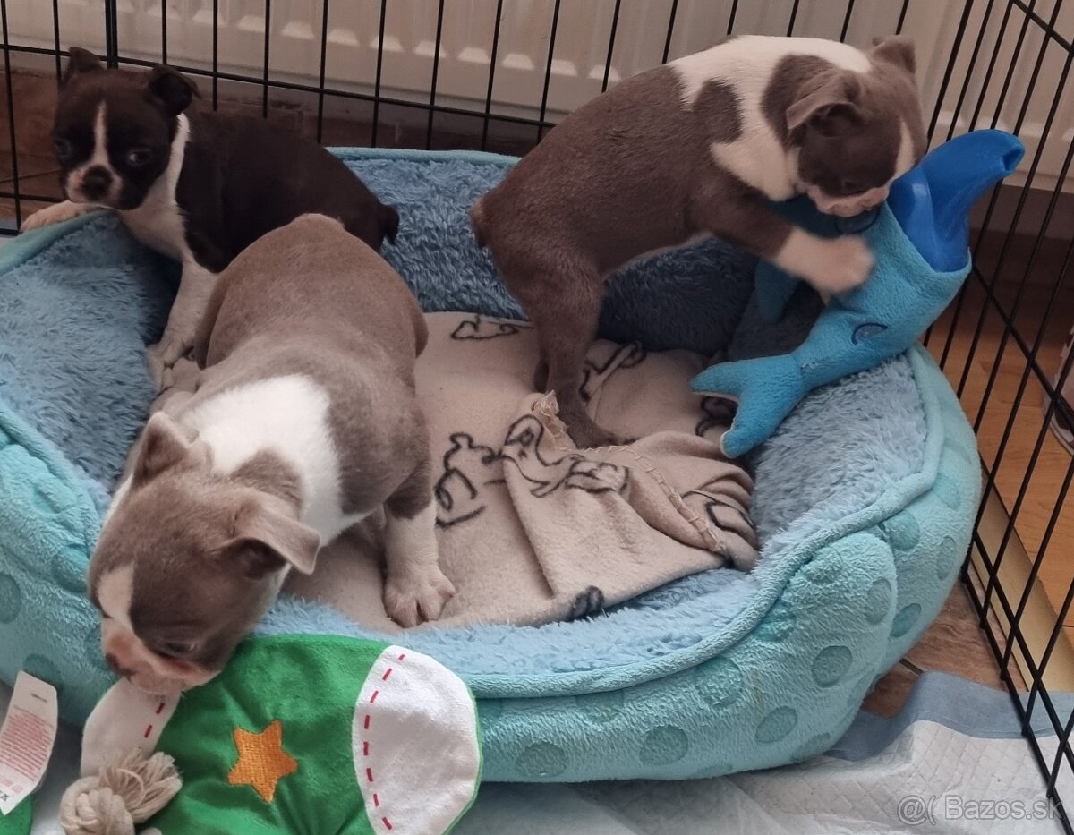 Boston terier Bostonsky terier - 2