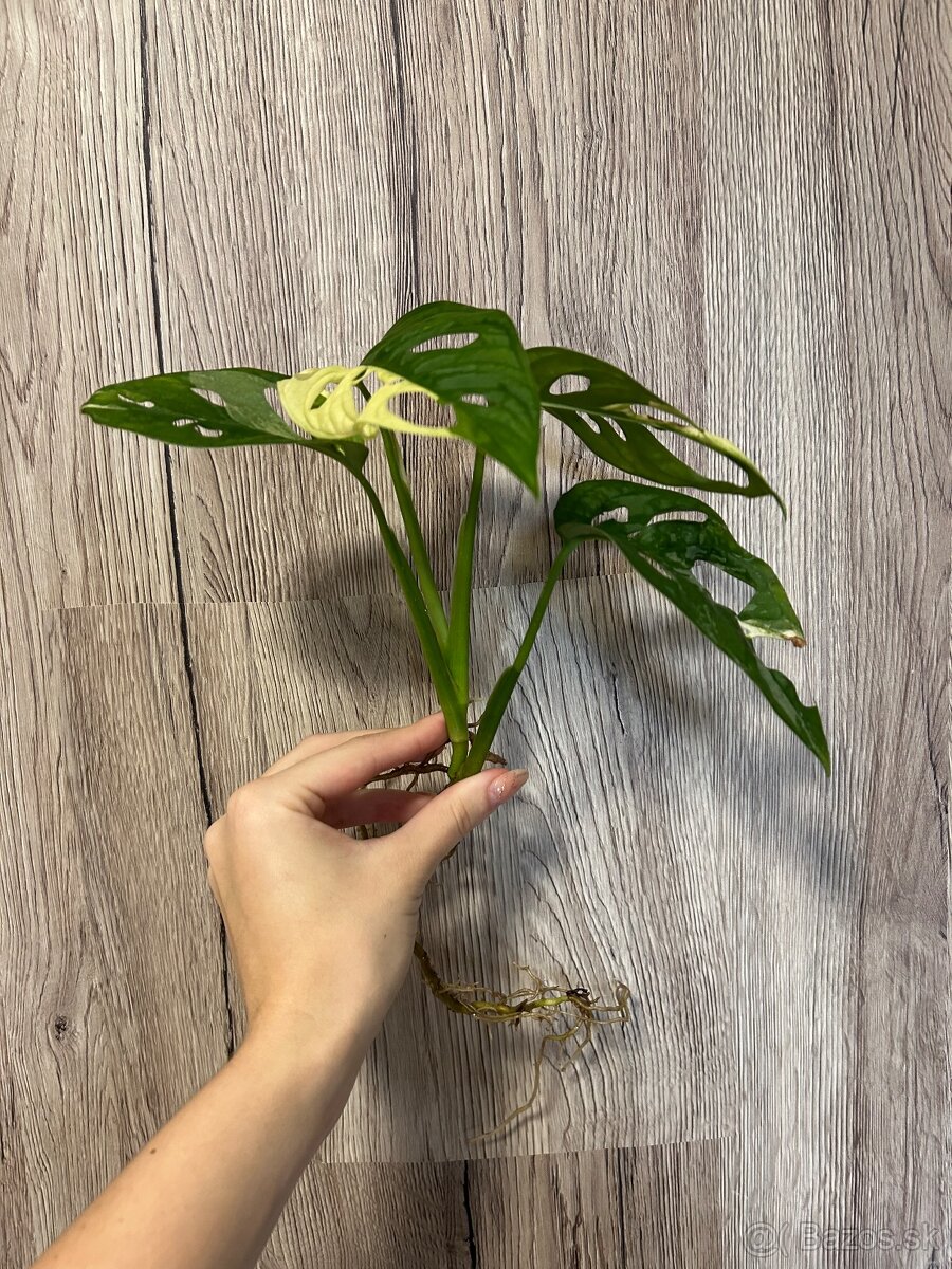 Monstera adansonii albo - 2
