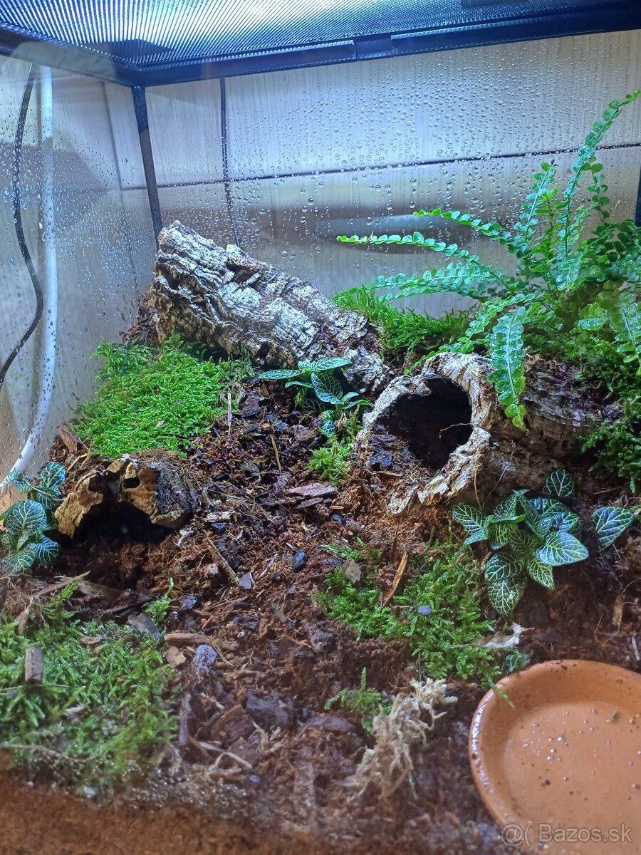 Terárium - 2