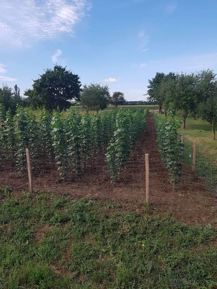 Japonský topoľ - 2