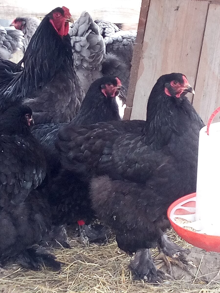 Brahmanka veľká NV 1,50€ - 2