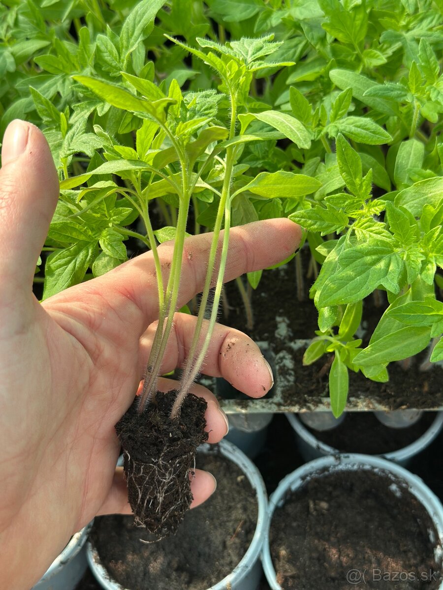 Predám priesady (pikírky) rajčín 0,10€ - 2