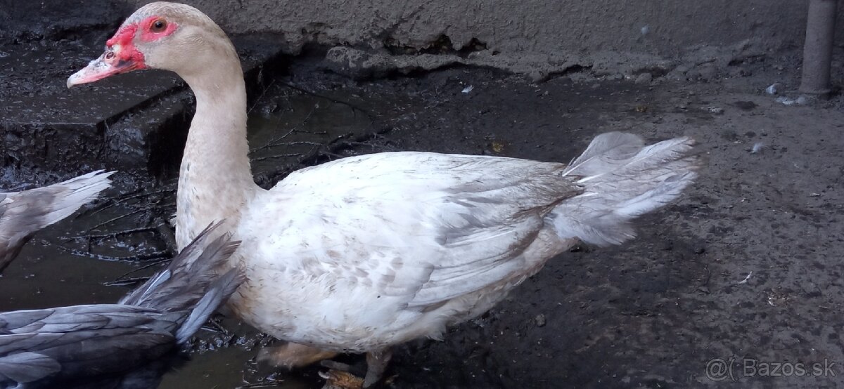 Pižmové kačice - 2