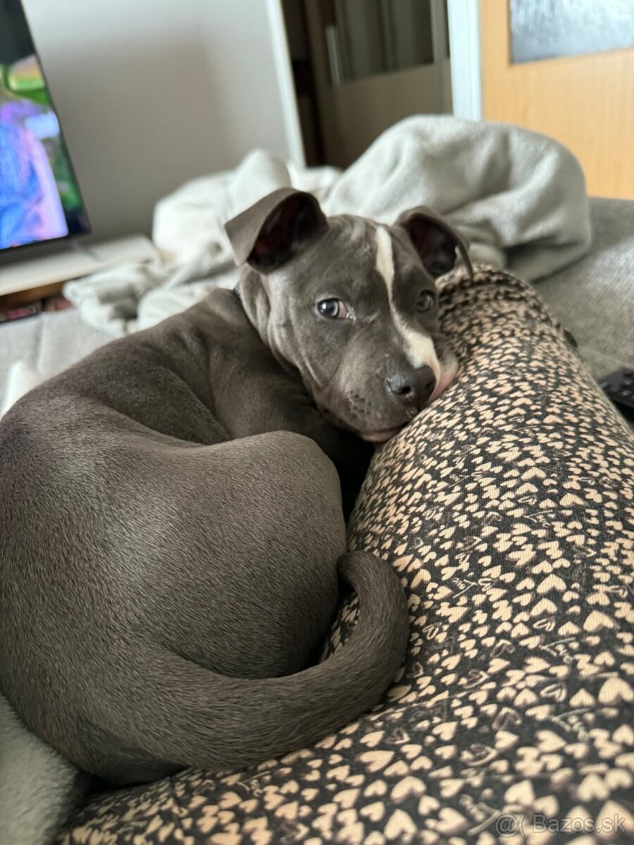 Americký stafford - 2