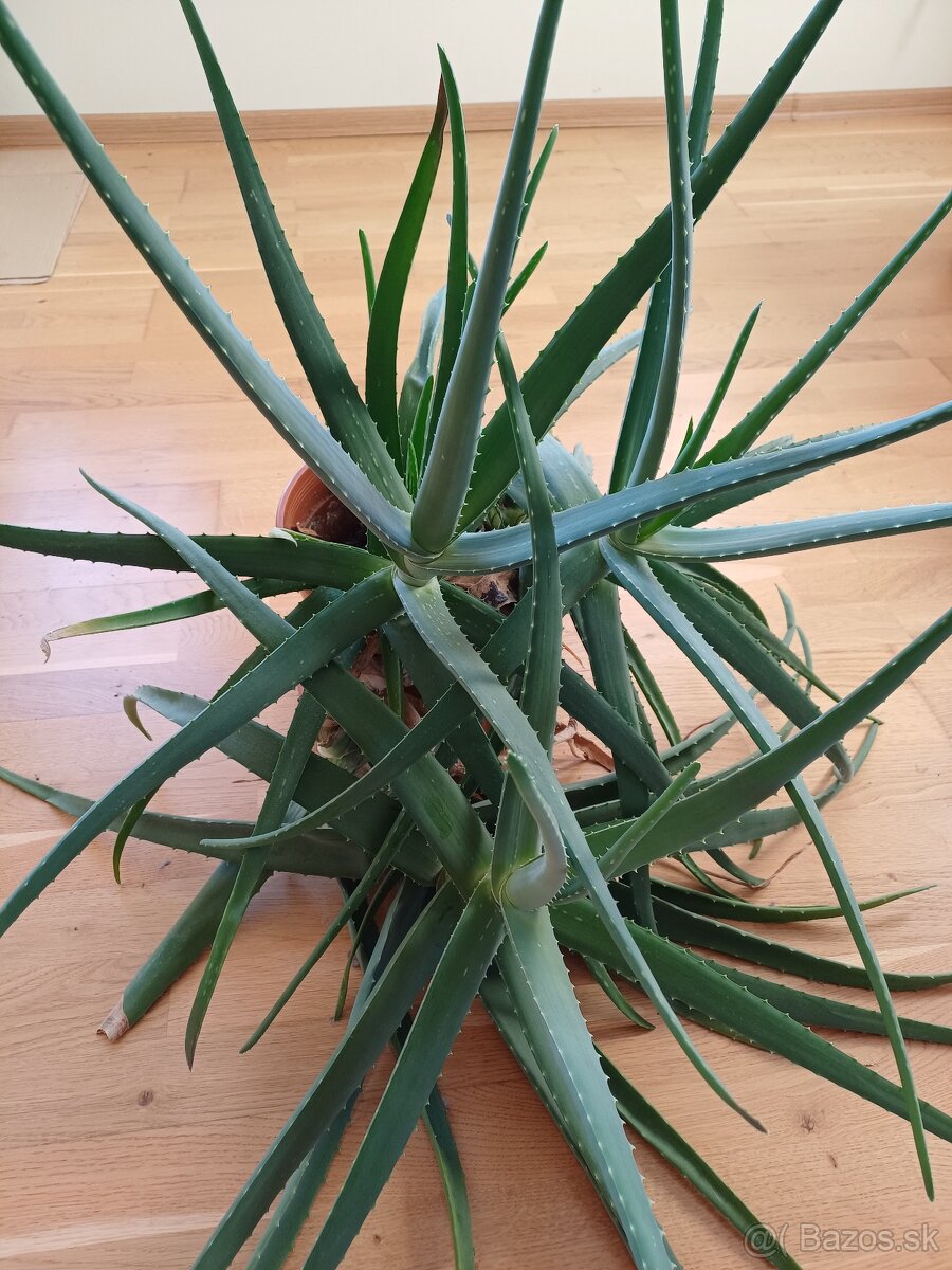 Predám Aloe vera - 2