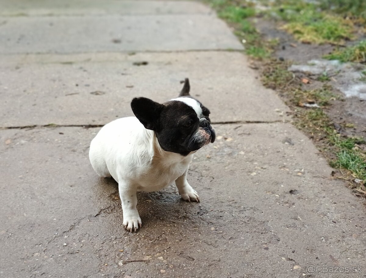 Francúzsky buldoček - 2