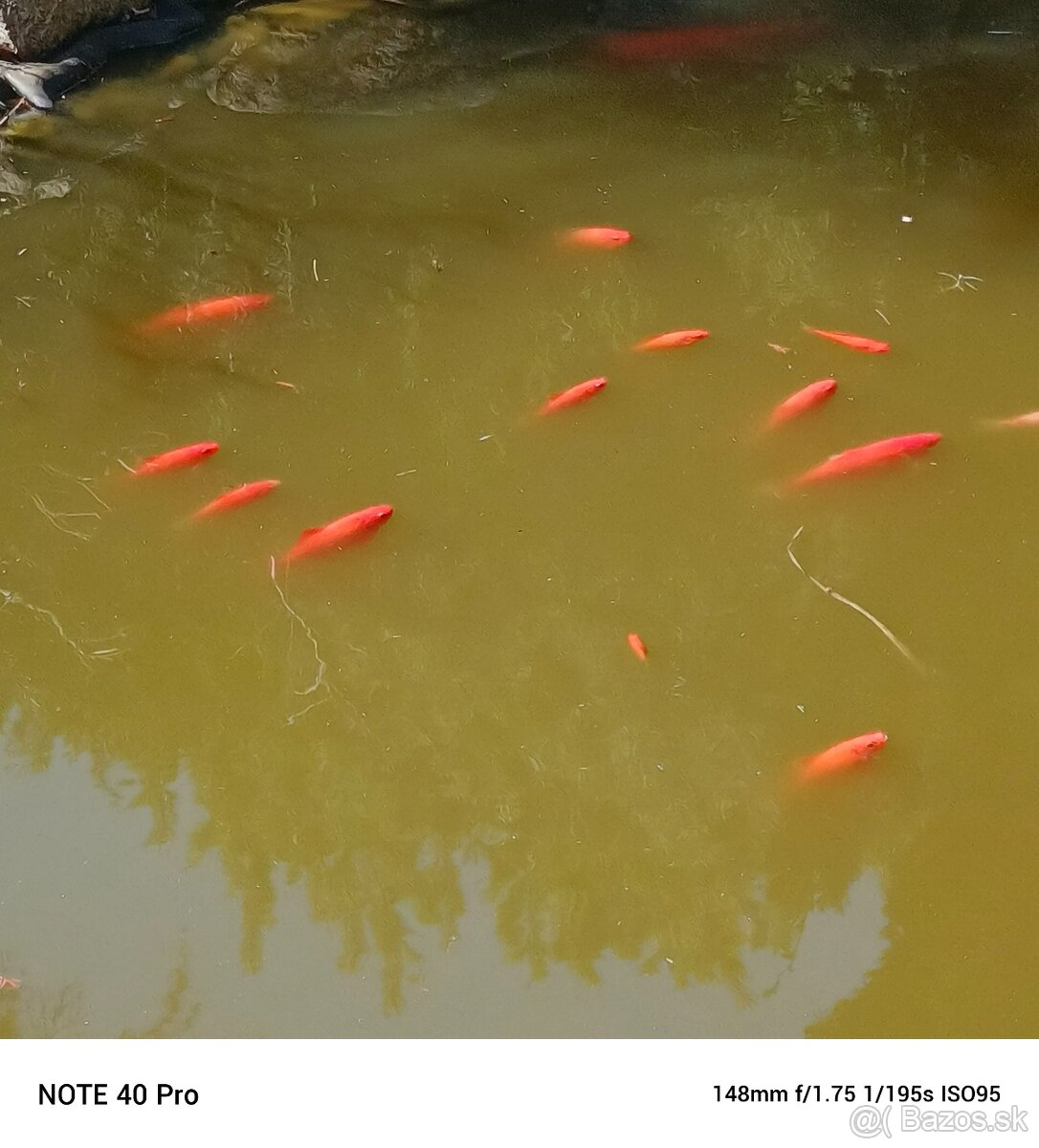 Predám Koi kapre. - 2