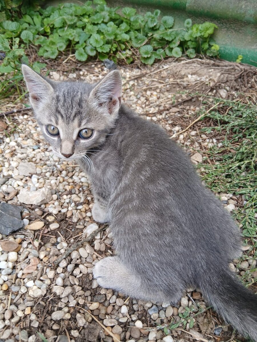 Darujem mačiatka - 2
