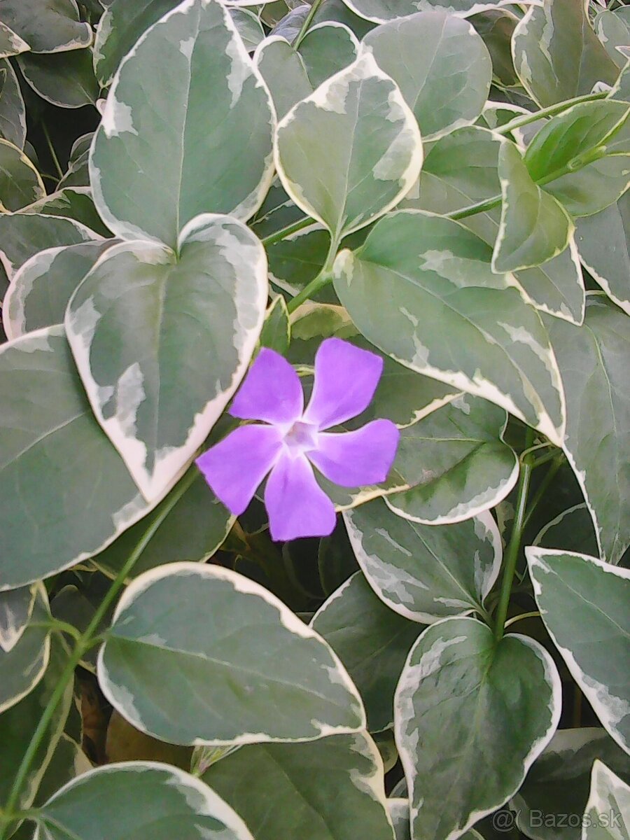 zimozelen panasovana - 2