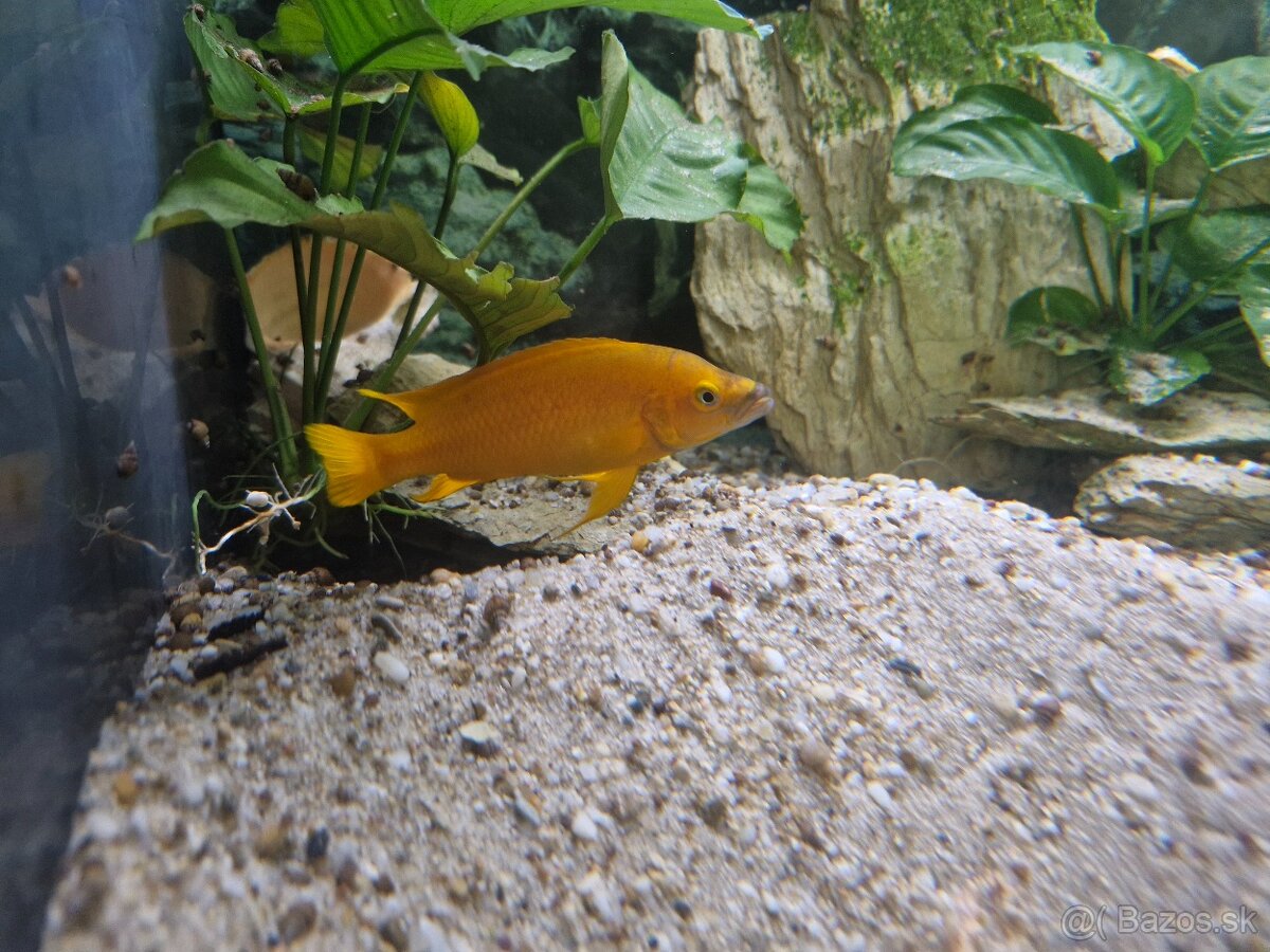 Predám Neolamprogus leleupi - 2